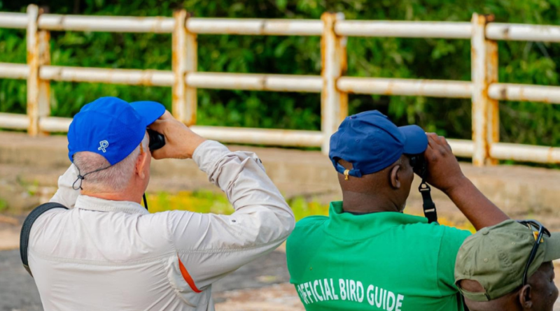 The Gambia birdwatching experience