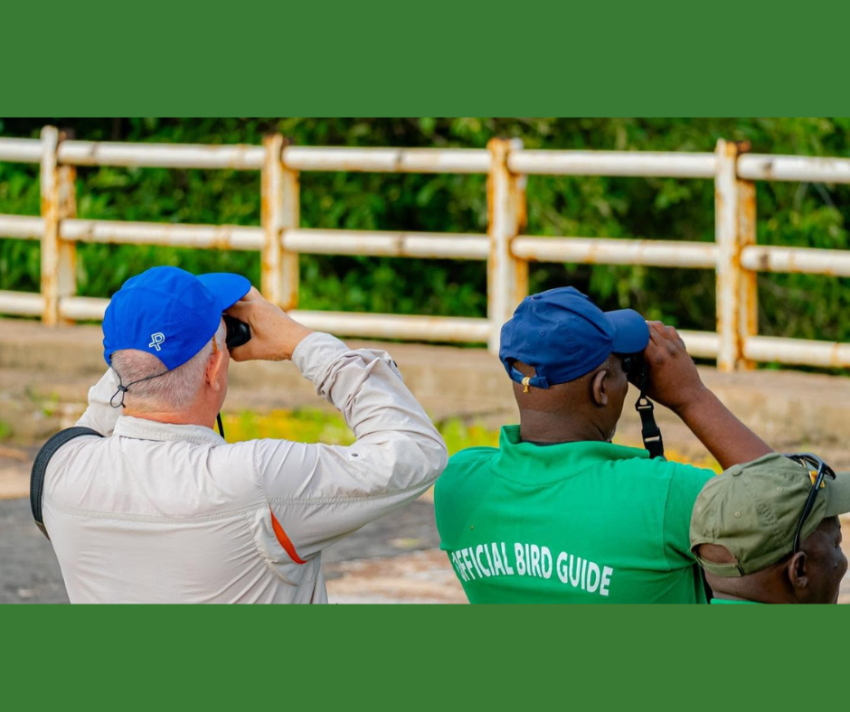 The Gambia birdwatching experience